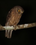 Little Sumba Hawk-Owl